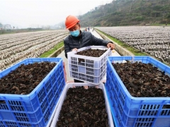 貴州印江鼓勵發(fā)展食用菌產(chǎn)業(yè)：村民實(shí)現(xiàn)掙錢顧家“兩不誤” ()