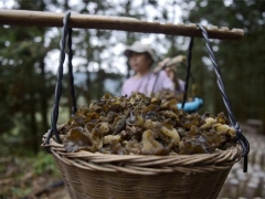 貴州從江：食用菌產(chǎn)業(yè)復(fù)工復(fù)產(chǎn)助力脫貧 ()