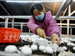 寧夏：六盤山西麓食用菌菇基地挺過了疫情影響 小菌菇撐開幸福傘 ()