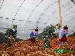 “精準(zhǔn)扶貧·中國武警在行動(dòng)”｜解急情，鮮香菇專車入市場 ()