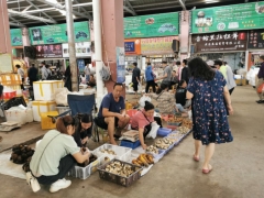 云南野生菌大量上市 售價(jià)大幅下降 ()