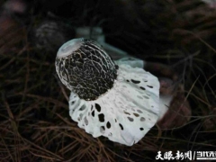 產(chǎn)值倍量 收入添碼——織金縣“四輪驅(qū)動(dòng)”助推竹蓀產(chǎn)業(yè)邁入發(fā)展快車道 ()