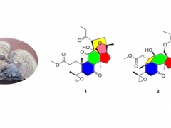高錦明教授團(tuán)隊(duì)在靈芝天然產(chǎn)物發(fā)現(xiàn)方面取得新進(jìn)展 ()