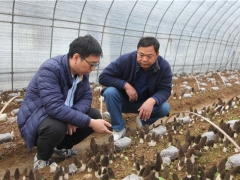 蘑菇老手與羊肚菌的碰撞——武漢新洲規(guī)?；蚨蔷龉郊磳⒉墒?()