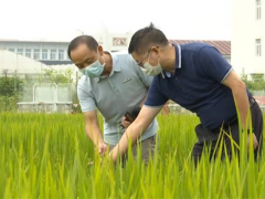 增收不走彎路 湖北水稻-大球蓋菇輪作栽培技術(shù)規(guī)程地方標準出臺 ()