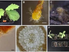 中科院昆明植物研究所在歐洲黑松露菌根際生理生態(tài)研究上取得新進展 ()