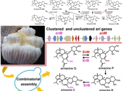 中科院微生物研究所劉宏偉團(tuán)隊(duì)闡明抗老年癡呆猴頭菇二萜生物合成網(wǎng)絡(luò)，構(gòu)建“非天然”活性二萜工程菌 ()