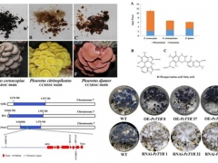 平菇也能穿花衣？科學(xué)家揭示菌蓋顏色調(diào)控機(jī)制 ()