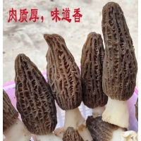 重慶2022年羊肚干貨云南特產(chǎn)特級野生新鮮菌菇菌類菇湯料包非