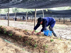 林下生金 安徽蒙城縣套種菌菇收益顯著 ()