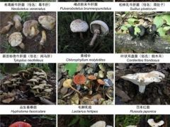 收錄1341個物種！云南在全國率先發(fā)布省級大型真菌圖志 ()